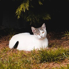 Wall Mural - white stray cat on the street