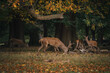 Group of deer in Richmond Park. The largest park of the royal parks in London