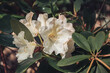 Close-up view of blooming white rhododendron, tender flowers blooming in garden.