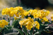 Primrose Primula yellow flowers background. Natural floral spring or summer blooming plant in a sunny day.
