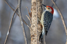 Red-bellied Woodpecker (Melanerpes Carolinus)