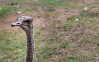 Fototapete - Close up of head of ostrich on green grass background and copy space