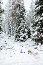Fir Trees With A Lot Of Snow On The Branches. Forest In Winter	