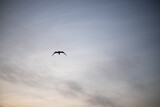 Fototapeta Na sufit - Bird in the morning sky