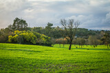 Fototapeta Sawanna - Beautiful winter day in the green fields.Landscape view of the plains in Ribatejo, Portugal