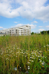 Wall Mural - Vertical shot of a chamomile meadow near a residential complex