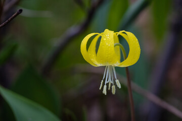 Solitary and gorgeous Glacier Lily wildflower blooming in early spring in the Rocky Mountain region of Alberta