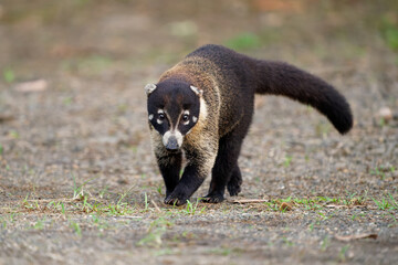 Wall Mural - white-nosed coati - nasua narica, known as the coatimundi, family procyonidae (raccoons and relative