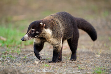 Wall Mural - white-nosed coati - nasua narica, known as the coatimundi, family procyonidae (raccoons and relative