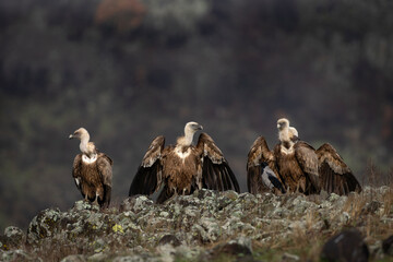 Wall Mural - Griffon vultures in the Rodopi mountain range. Vultures are warming on the rock. Vultures spread the wings. 