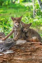 Coyote Pups (Canis Latrans) Sit Together On Log Tongue Out Summer