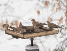 Flock Of Mourning Doves On Bird Table Feeder