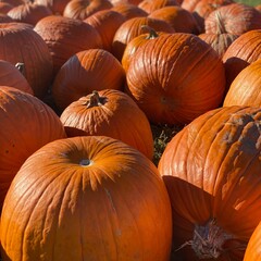 pumpkin patch