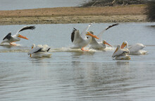 A Group Of American White Pelicans, Pelecanus Erythrorhynchos, Landing In A Pond.