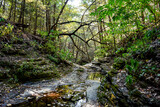 Fototapeta  - Nature walk in the Finger Lakes, New York State during Fall 