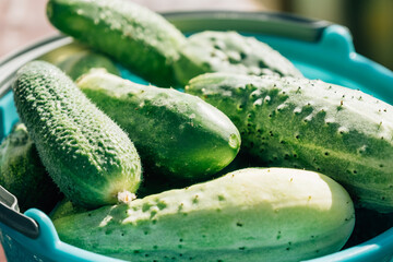 Texture background of green fresh cucumbers concept