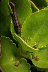 Wall Mural - leaves with Caterpillar feces