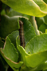 Wall Mural - Caterpillar eating a leaf