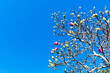 © MichaelVi - Magnolia tree in early spring with young flower buds under blue sky