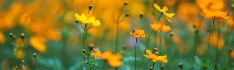 Wall Mural - Bee on yellow cosmos flowers in the garden
