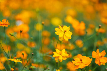 Wall Mural - Yellow cosmos flowers blooming in the garden