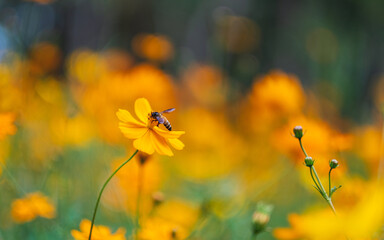Wall Mural - Bee on yellow cosmos flowers in the garden