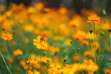 bee on yellow cosmos flowers in the garden