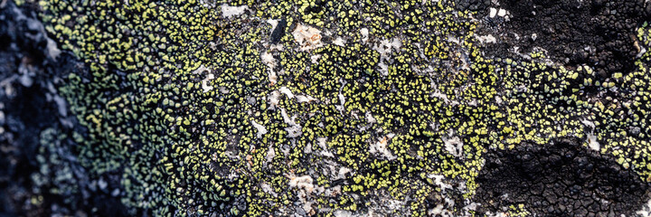 Wall Mural - Natural texture of a stone covered with lichen. Lichenes patterns on a rock surface. Natural background. Closeup top view. The nature of the Arctic. Polar region.