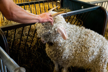 shepherd cuddling the sheep in a farm shed