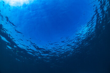 Wall Mural - Underwater of tropical; sun rays passing through water.