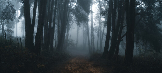 Wall Mural - Misty forest,Fog and pine forest in the winter tropical forest