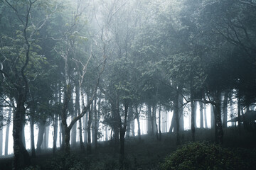 Wall Mural - Misty forest,Fog and pine forest in the winter tropical forest