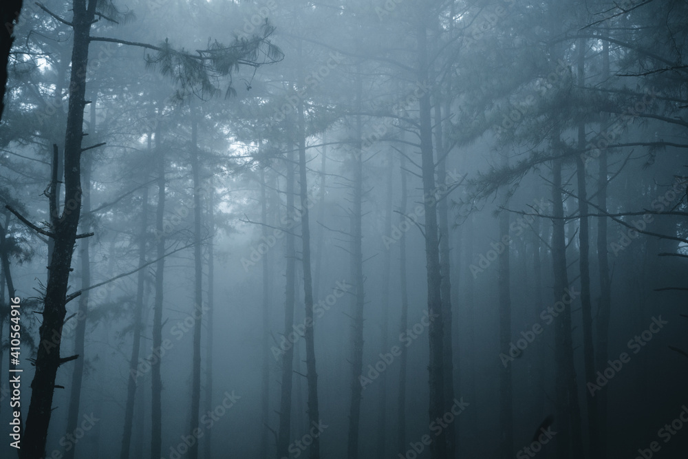 Misty forest,Fog and pine forest in the winter tropical forest - obrazy, fototapety, plakaty 