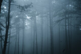 Fototapeta Fototapeta las, drzewa - Misty forest,Fog and pine forest in the winter tropical forest