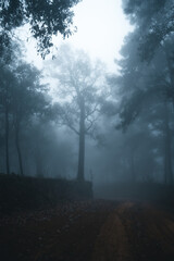 Wall Mural - Misty forest,Fog and pine forest in the winter tropical forest