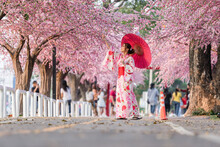 Woman In Yukata (kimono Dress) Holding Umbrella And Looking Sakura Flower Or Cherry Blossom Blooming In Garden