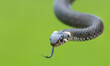 close up of harmless small snake, grass snake, Natrix natrix, european wildlife, Czech Republic