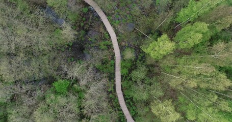 Wall Mural - Aerial view of nature's path in forest from directly above