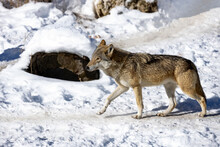 Timber Wolf Or Grey Wolf Canis Lupus  Walking In The Winter Snow.