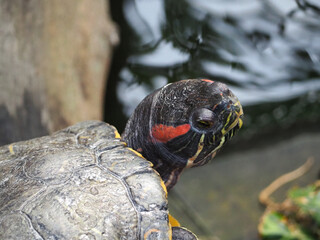 Poster - Closeup shot of a red-eared freshwater turtle head on the pond