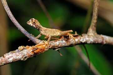 Wall Mural - Sri Lankan kangaroo lizard // Wiegmanns Agame (Otocryptis wiegmanni)