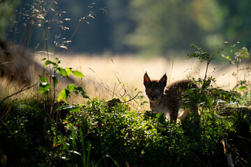 Wall Mural - Dark small lynx cub in the fron shaddow with light grass and background in back