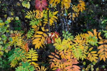 Wall Mural - vibrant colors on rowan tree in late autumn