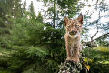 Wall Mural - Llynx cub crawls on lichen-covered tree branches. Closeup wide angle shot.