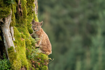 Wall Mural - Lynx cub sitting on a mossy tree trunk with blurred forest on a background.