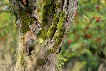 Wall Mural - Lynx cub standing on a mossy tree trunk with blurred trees with red fruits