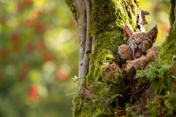 Wall Mural - Yawwning cute small lynx cub in a mossy tree with red furits tree in the background.
