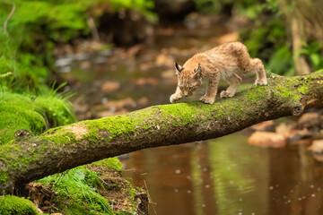 Wall Mural - Lynx cub is walking on fallen mossy tree trunk across forest stream.