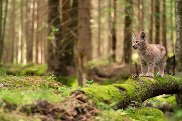 Wall Mural - Small lynx cub standing on a mossy fallen tree trunk on the forest