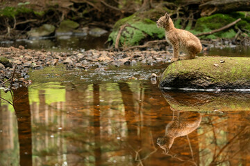 Wall Mural - Lynx cub sitting on the stone in the forest with reflection in the stream